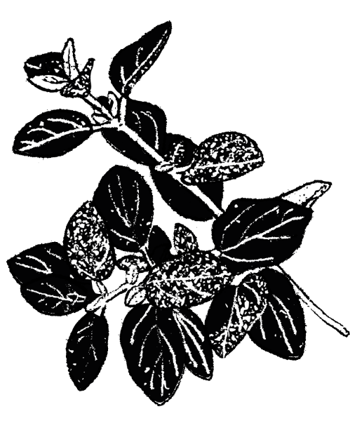 illustration aromate origan